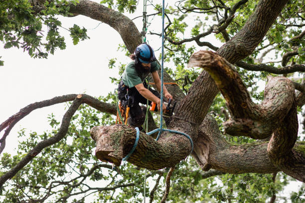 Best Utility Line Clearance  in Nottingham, PA