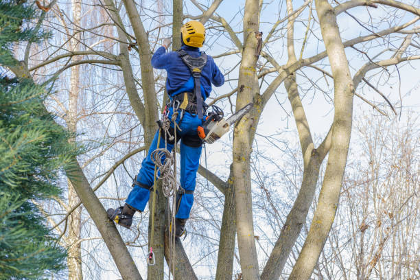 Best Hedge Trimming  in Nottingham, PA