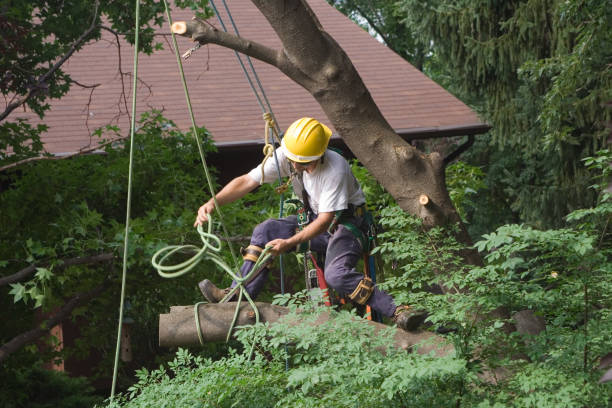 Best Tree Risk Assessment  in Nottingham, PA