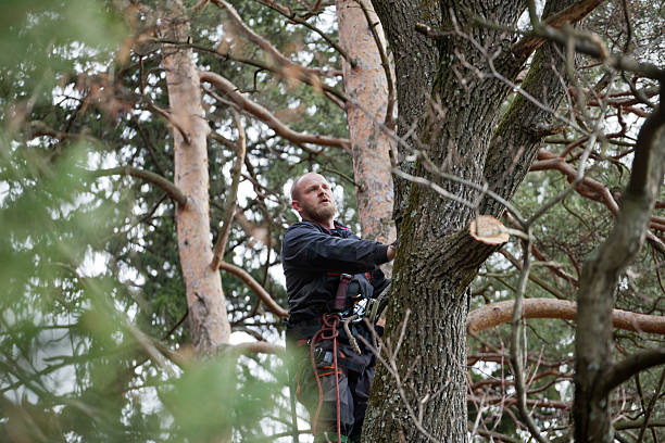 Best Emergency Tree Removal  in Nottingham, PA